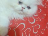 Ankara  Iran Kedi