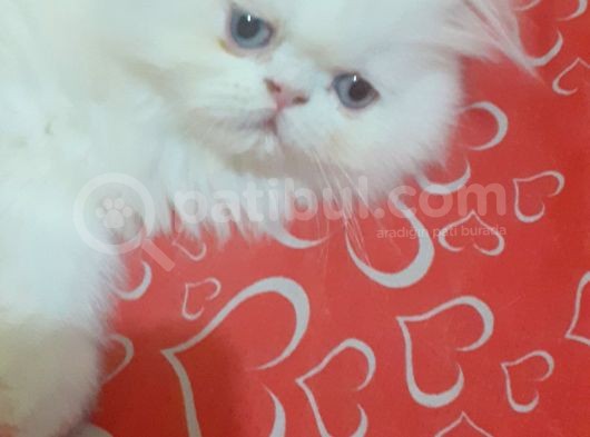 Ankara  Iran Kedi görsel