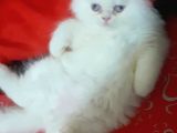 Ankara  Iran Kedi