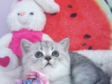 Safkan Ve Orijinal Silver Tabby