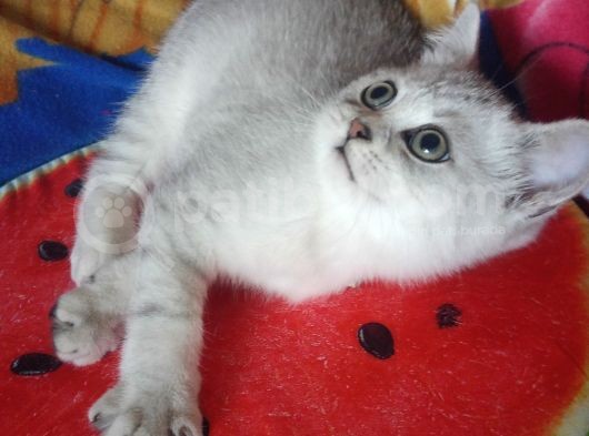 Safkan Ve Orijinal Silver Tabby görsel