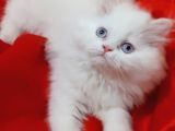 Ankara  Iran Kedi