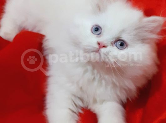 Ankara  Iran Kedi görsel