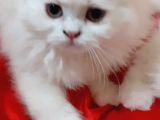 Ankara  Iran Kedi