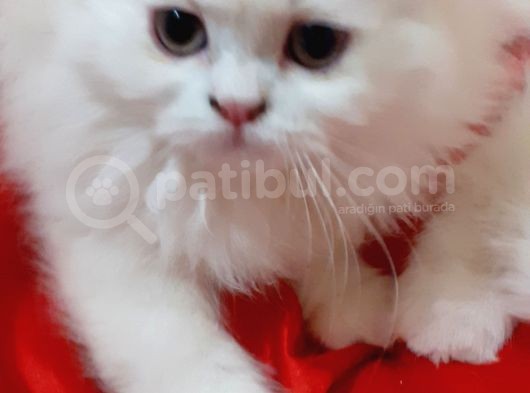 Ankara  Iran Kedi görsel