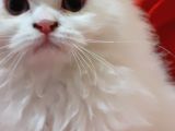 Ankara  Iran Kedi