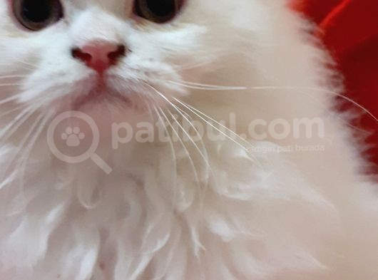 Ankara  Iran Kedi