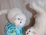 Ankara  Iran Kedi