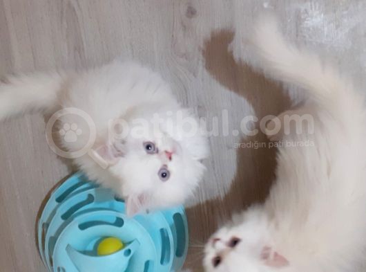 Ankara  Iran Kedi görsel