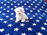 Maltese Terrier Yavrular