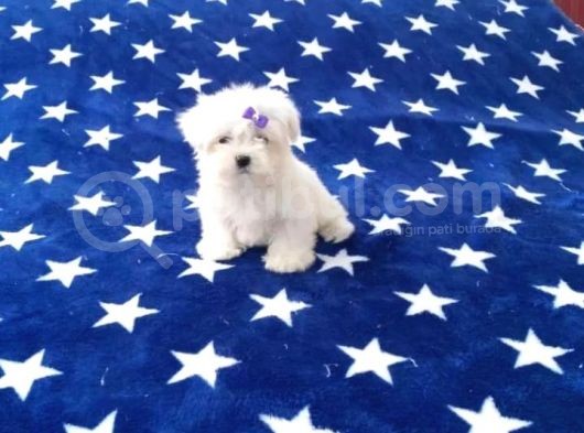 Maltese Terrier Yavrular görsel
