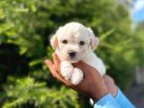 Dişi Ve Erkek Mevcut Maltese Terrier