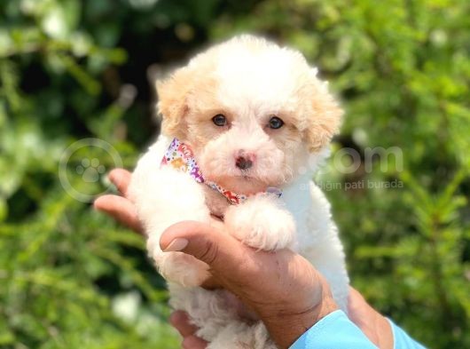Yavru Malti̇poo