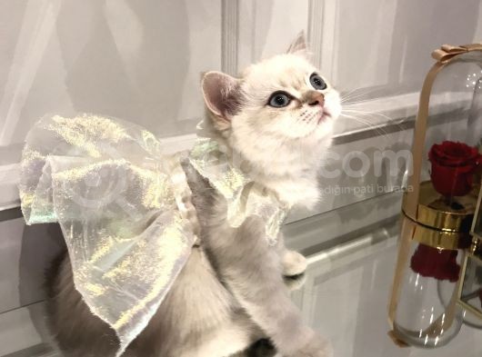 Full Şecereli Müthiş Yüz Hattına Sahip Ny21 33 Dişimiz görsel