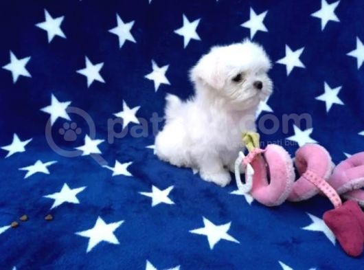Maltese Terrier Yavrular görsel