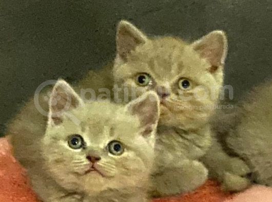 Sevimli Bebeklerimiz Yeni Yuvalarını Arıyor görsel