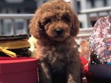 Red Toy Poodle Kardeşler