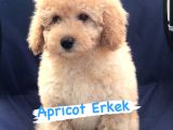 Safkan Red Ve Apri̇cot Poodle Yavrularimiz