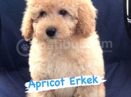 Safkan Red Ve Apri̇cot Poodle Yavrularimiz görsel