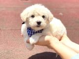 Yavru Maltipoo