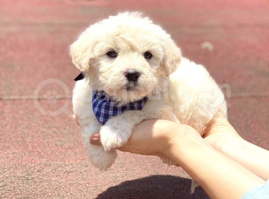 Yavru Maltipoo