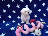 Maltese Terrier Yavrular