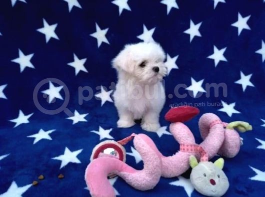 Maltese Terrier Yavrular görsel