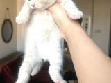 Oyuncu Scottish Fold