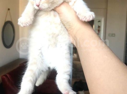 Oyuncu Scottish Fold görsel