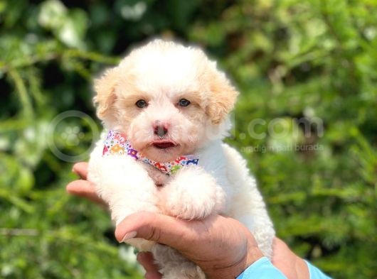 Yavru Malti̇poo görsel