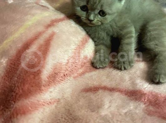 Sevimli Bebeklerimiz Yeni Yuvalarını Arıyor görsel