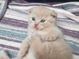 Oyuncu Scottish Fold