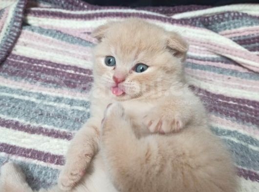 Oyuncu Scottish Fold