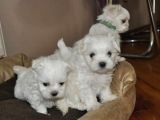Maltese Terrier Yavrular