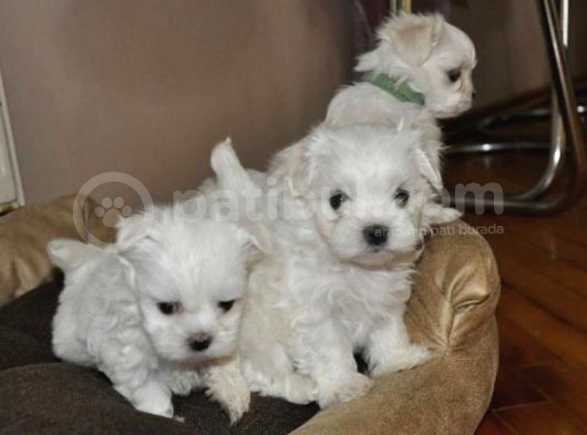 Maltese Terrier Yavrular