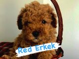 Safkan Red Ve Apri̇cot Poodle Yavrularimiz