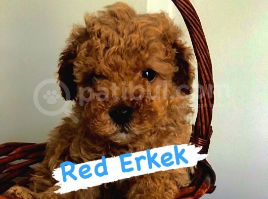 Safkan Red Ve Apri̇cot Poodle Yavrularimiz