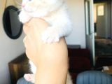 Oyuncu Scottish Fold