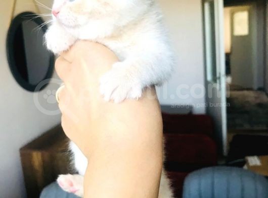 Oyuncu Scottish Fold görsel
