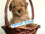 Safkan Red Ve Apri̇cot Poodle Yavrularimiz