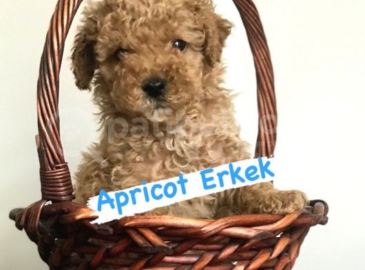 Safkan Red Ve Apri̇cot Poodle Yavrularimiz görsel
