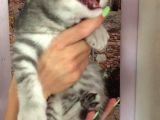 Blue Silver Tabby Erkek Safkan Ve Orijinal