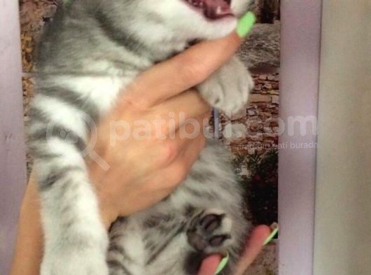 Blue Silver Tabby Erkek Safkan Ve Orijinal görsel