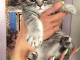 Blue Silver Tabby Erkek Safkan Ve Orijinal