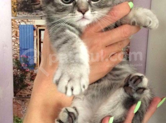 Blue Silver Tabby Erkek Safkan Ve Orijinal görsel