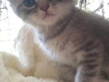 Blue Silver Tabby Erkek Safkan Ve Orijinal