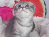 Blue Silver Tabby Erkek Safkan Ve Orijinal