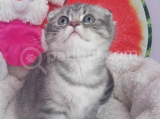Blue Silver Tabby Erkek Safkan Ve Orijinal