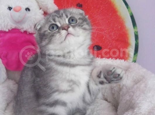 Blue Silver Tabby Erkek Safkan Ve Orijinal görsel