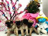 Erkek Dişi Pug Mops Gül Kuyruk Aşılı Karneli